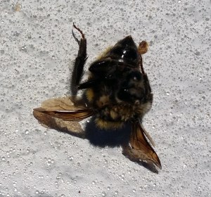 Bee
